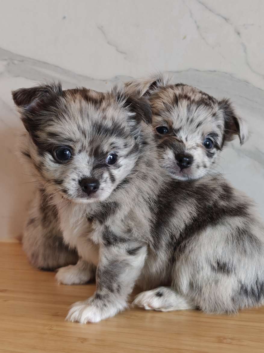 Chihuahuamix