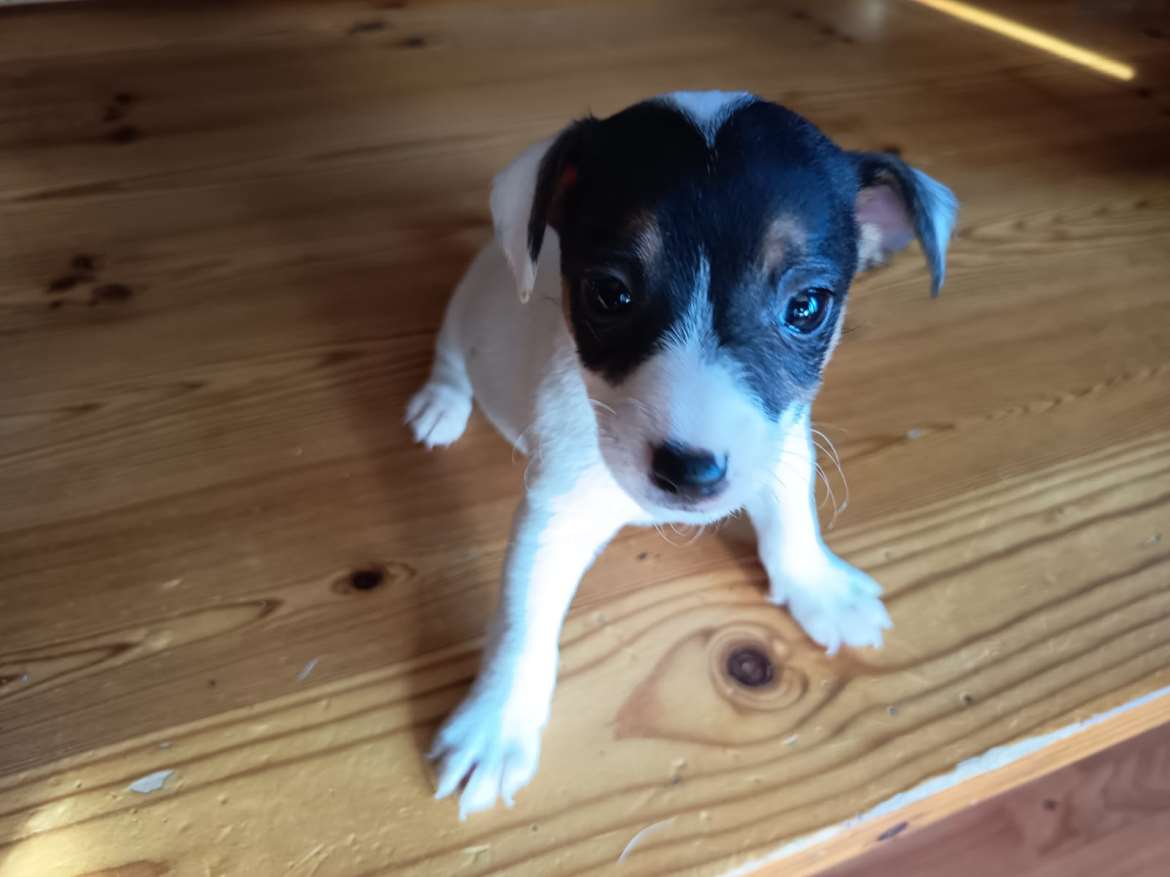 Jackrussellinterrierin pentuja
