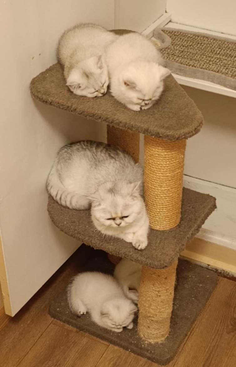 Kissanpennut emonsa kanssa