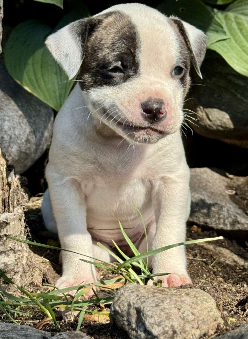 DogHill’s NorthernQueen