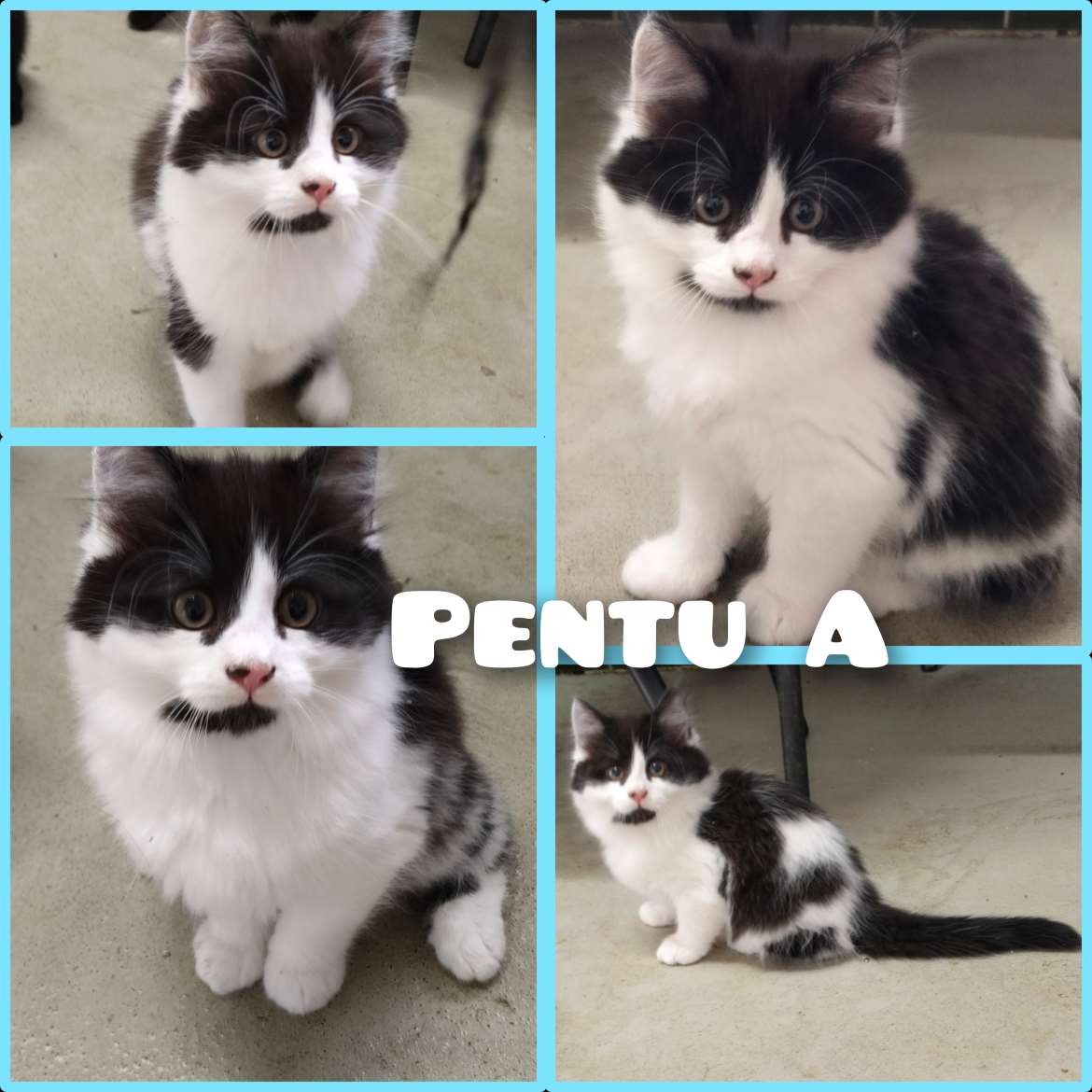 Pentu A pitkäkarvainen poika 