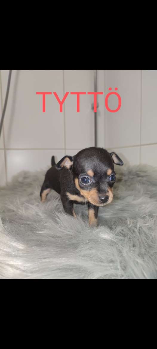 Tyttö