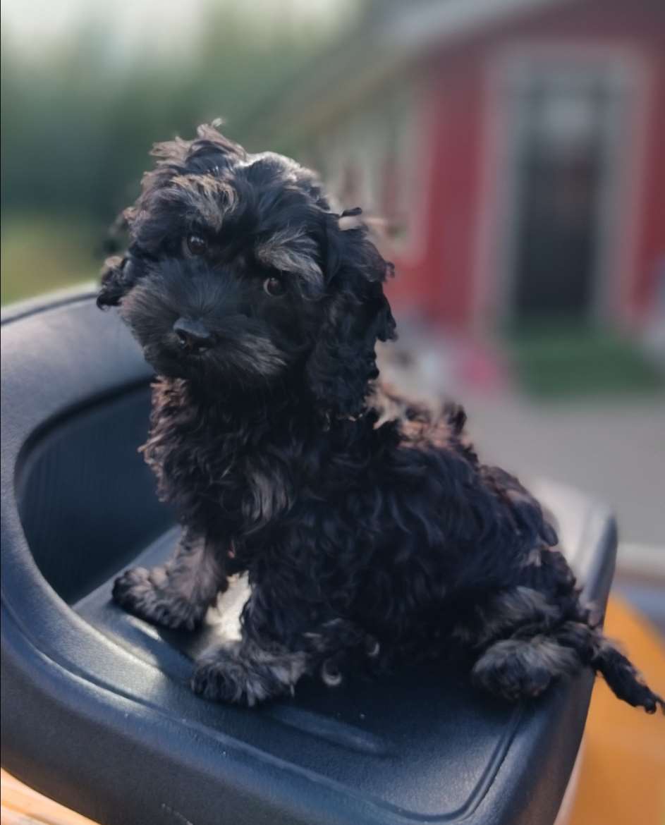 Cockapoo