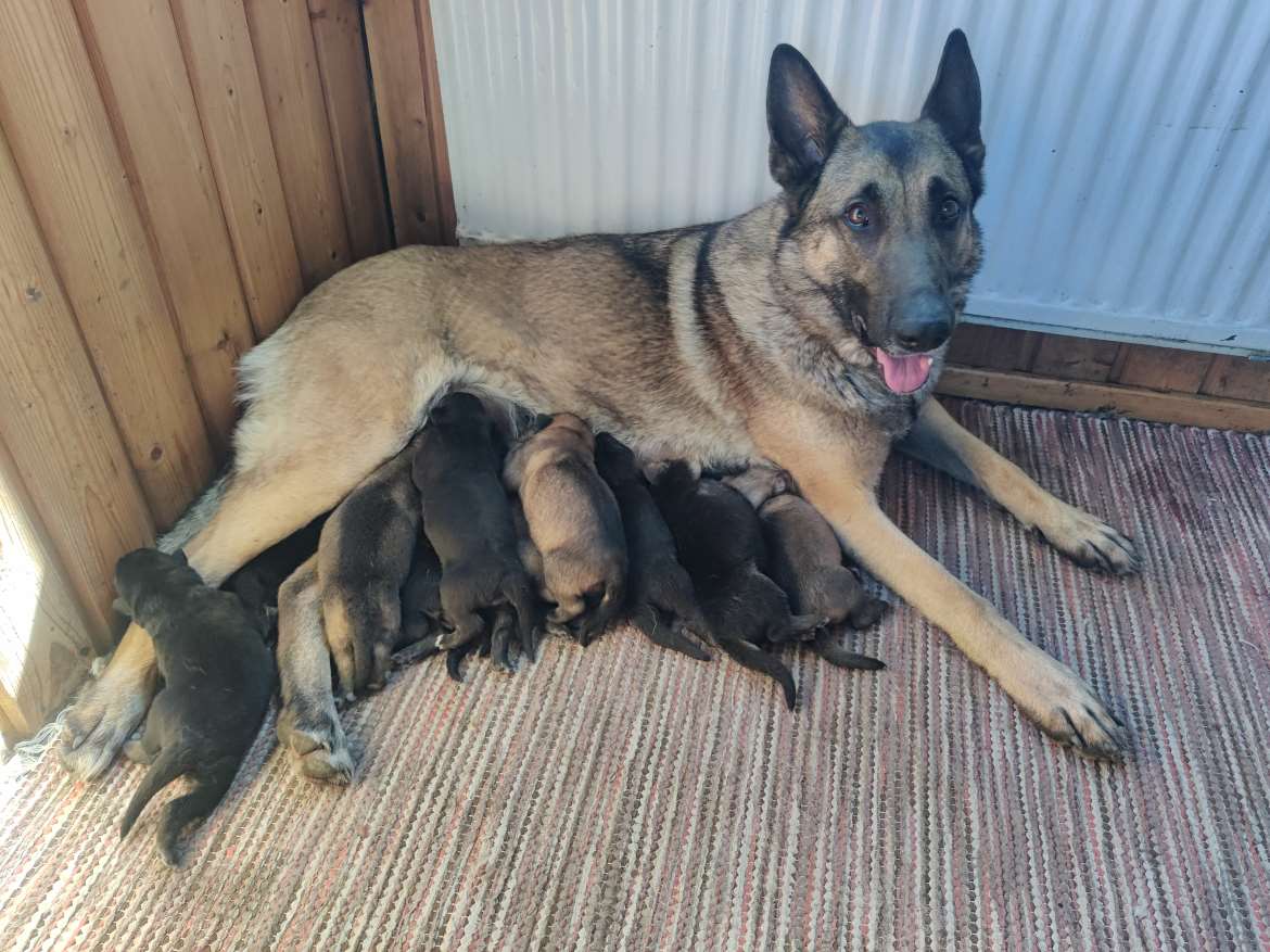 Saksanpaimenkoira/malinoispentuja