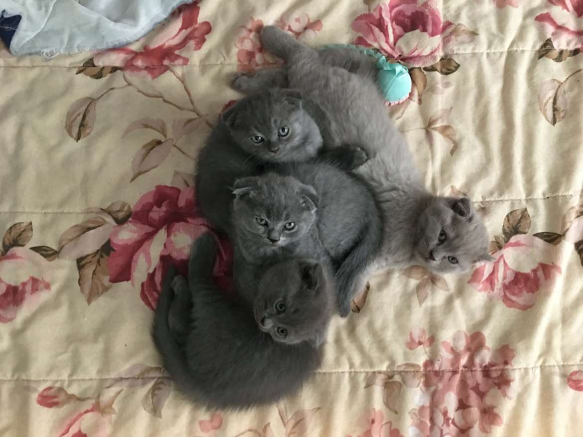 Scottish fold/ British shorthair mix pennut.