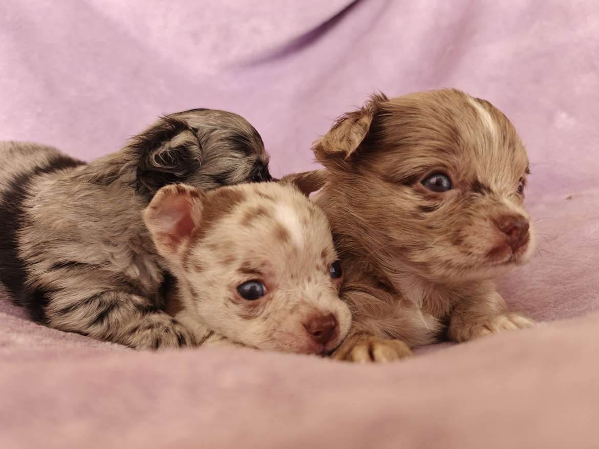 Chihuamix pennut