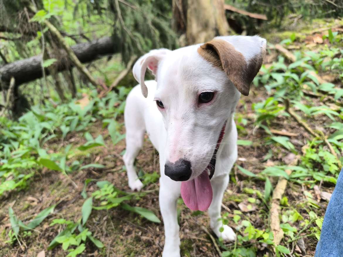Jackrussellinterrierin nuori uros