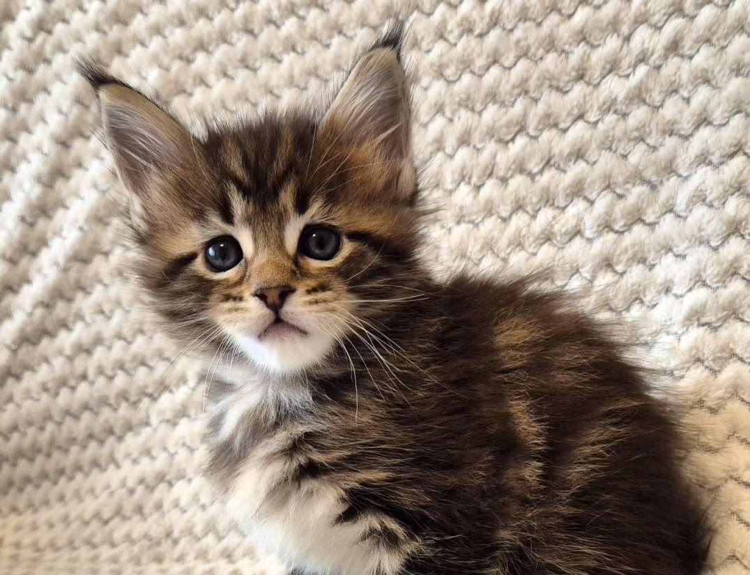 Maine Coon -kissanpennut