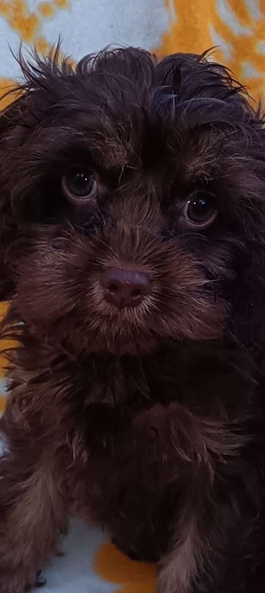 Cockapoo