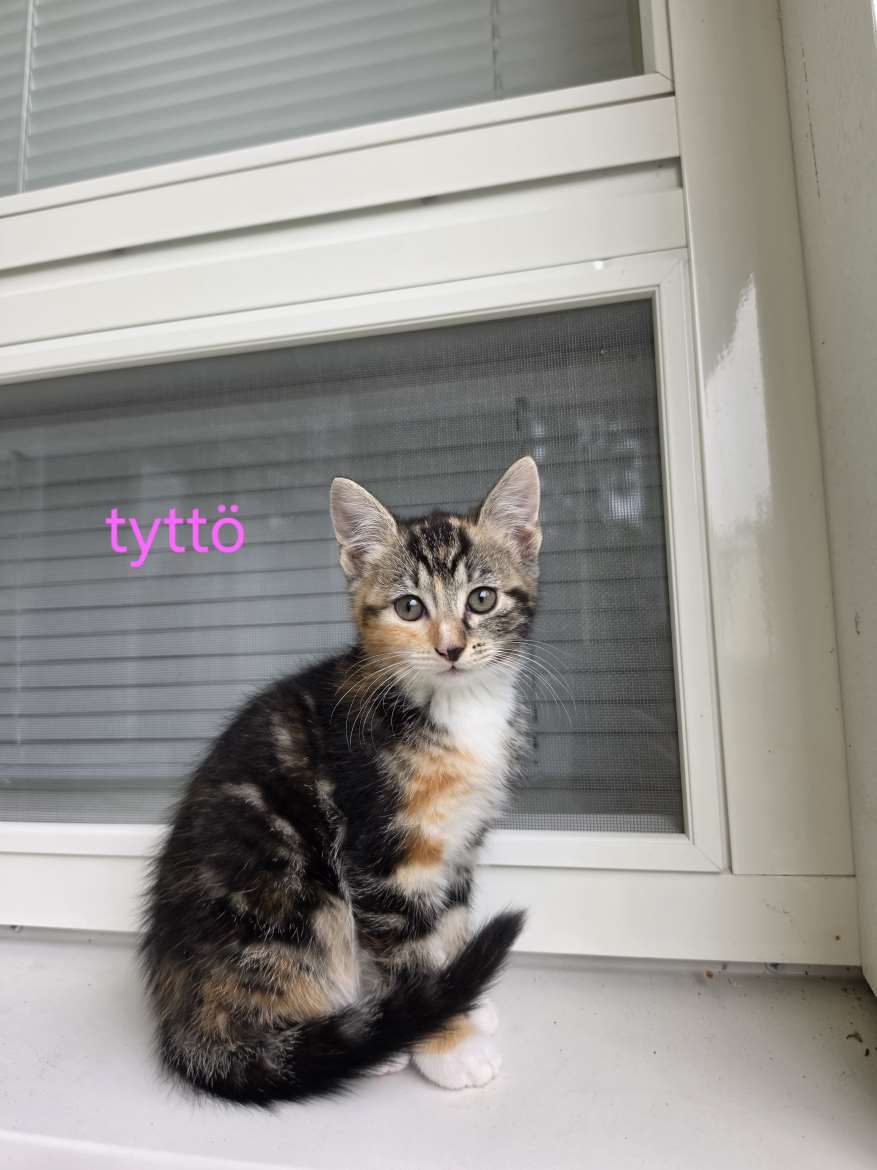 Tyttö