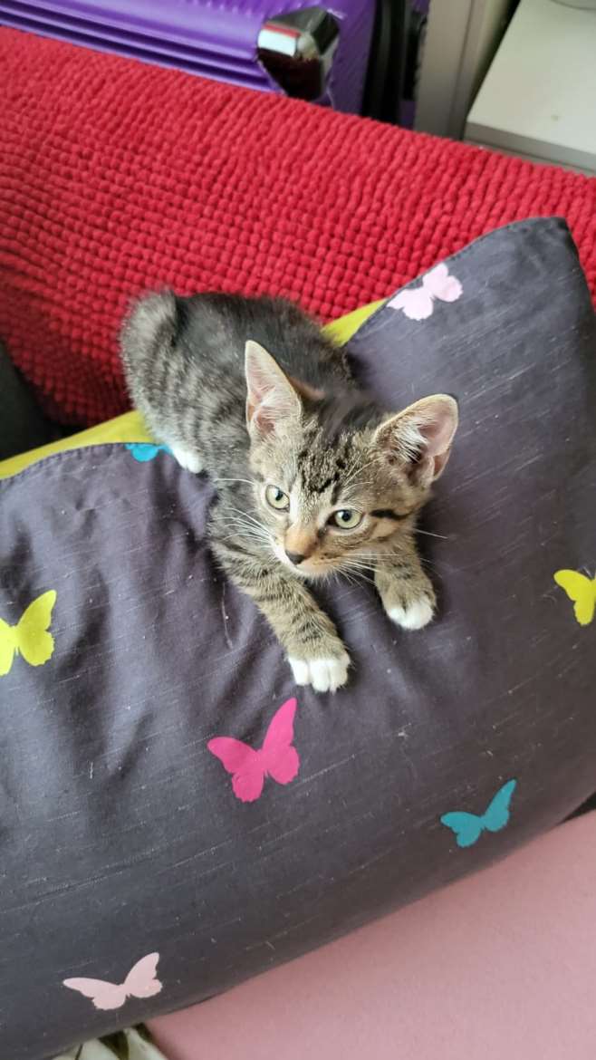 Tyttö