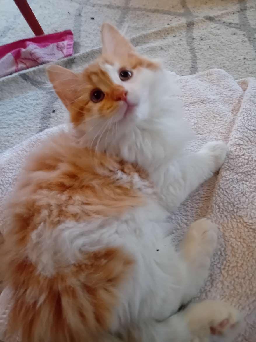 Punainen poika, paksu turkki, valloittava persoon💓