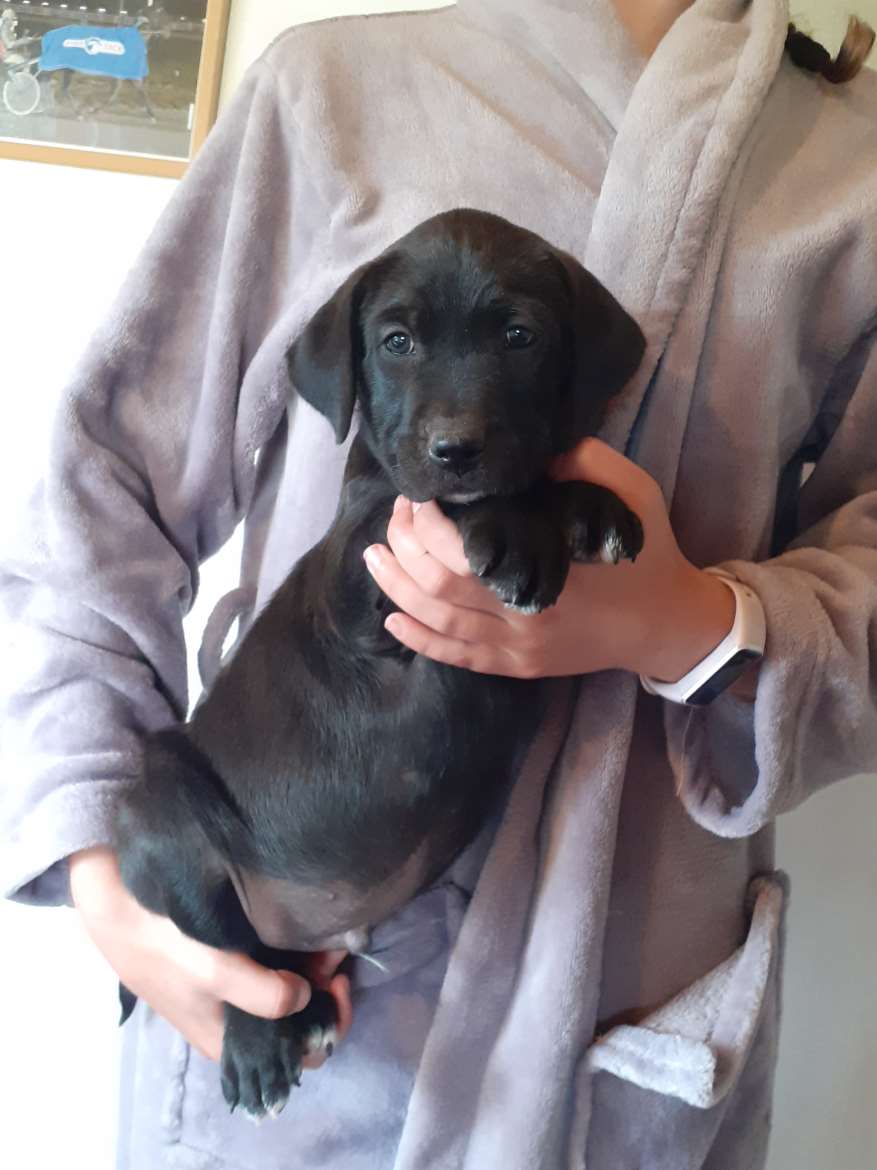 Pitbull/Labradorinnoutajan urospentu