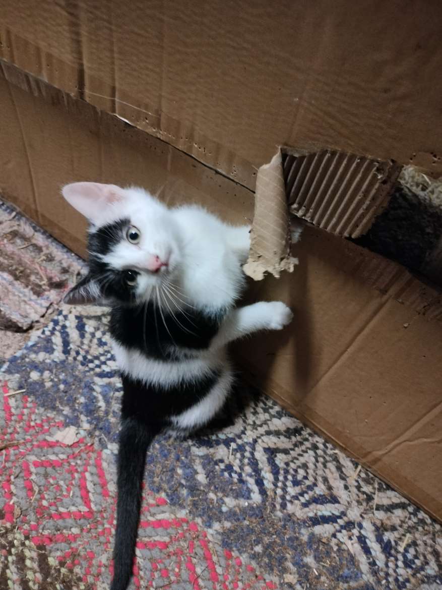 Tyttö