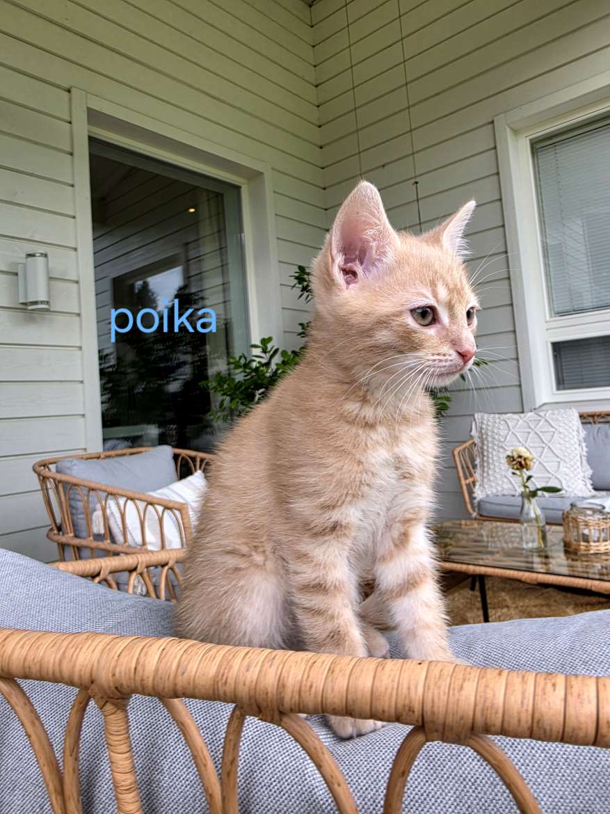 poika