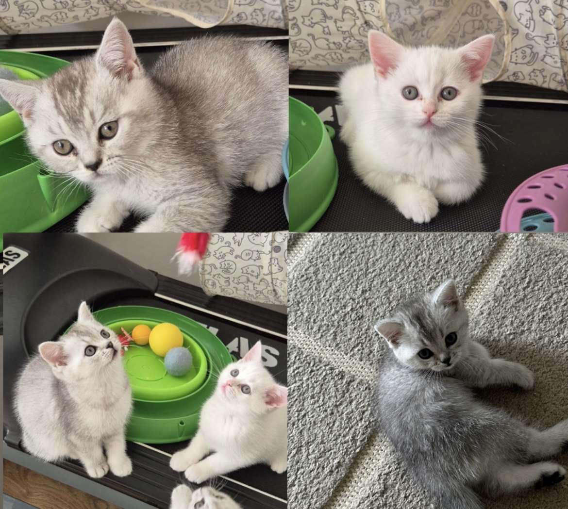 Suloiset 3 poikakissanpentua etsivät rakastavaa kotia Vantaalla ❤️🐾