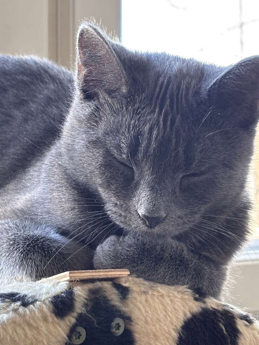Kissa neiti allergian vuoksi