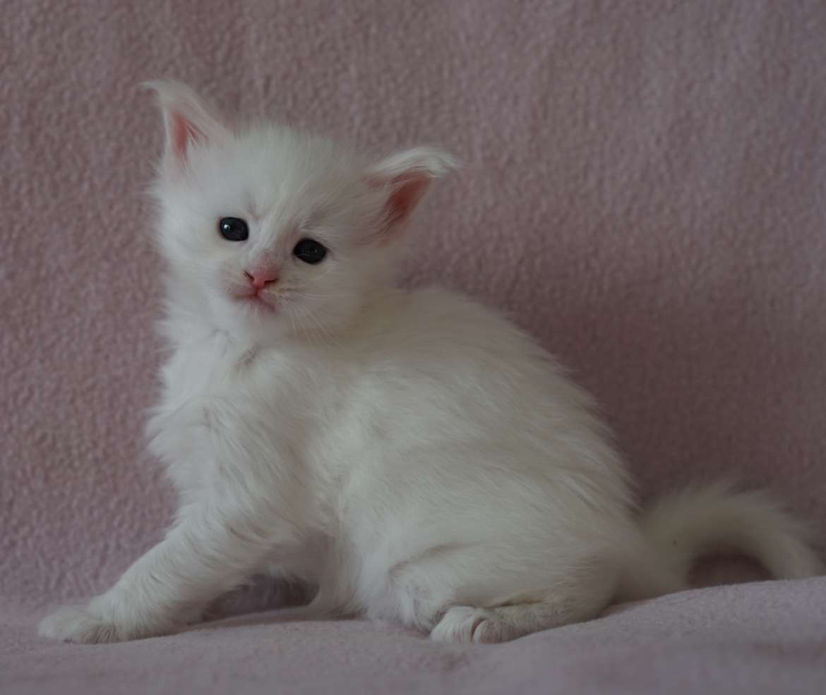 Maine Coon -kissanpennut