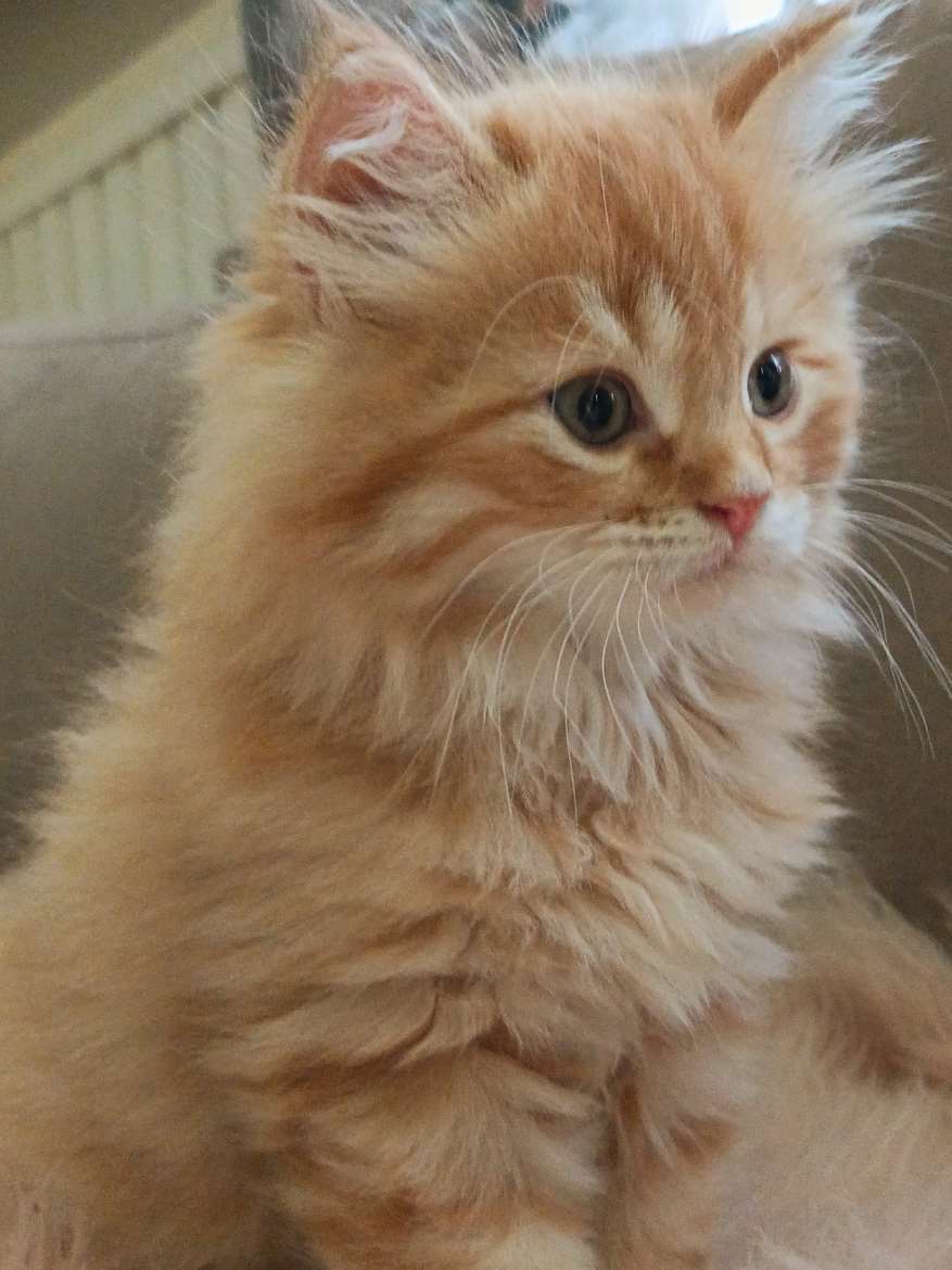 🐾Pentu numero 3 poika 💙