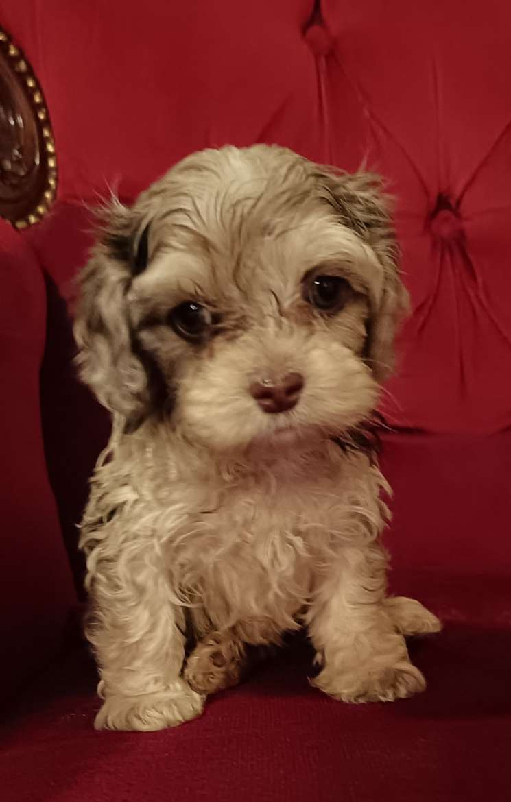Maltipoo