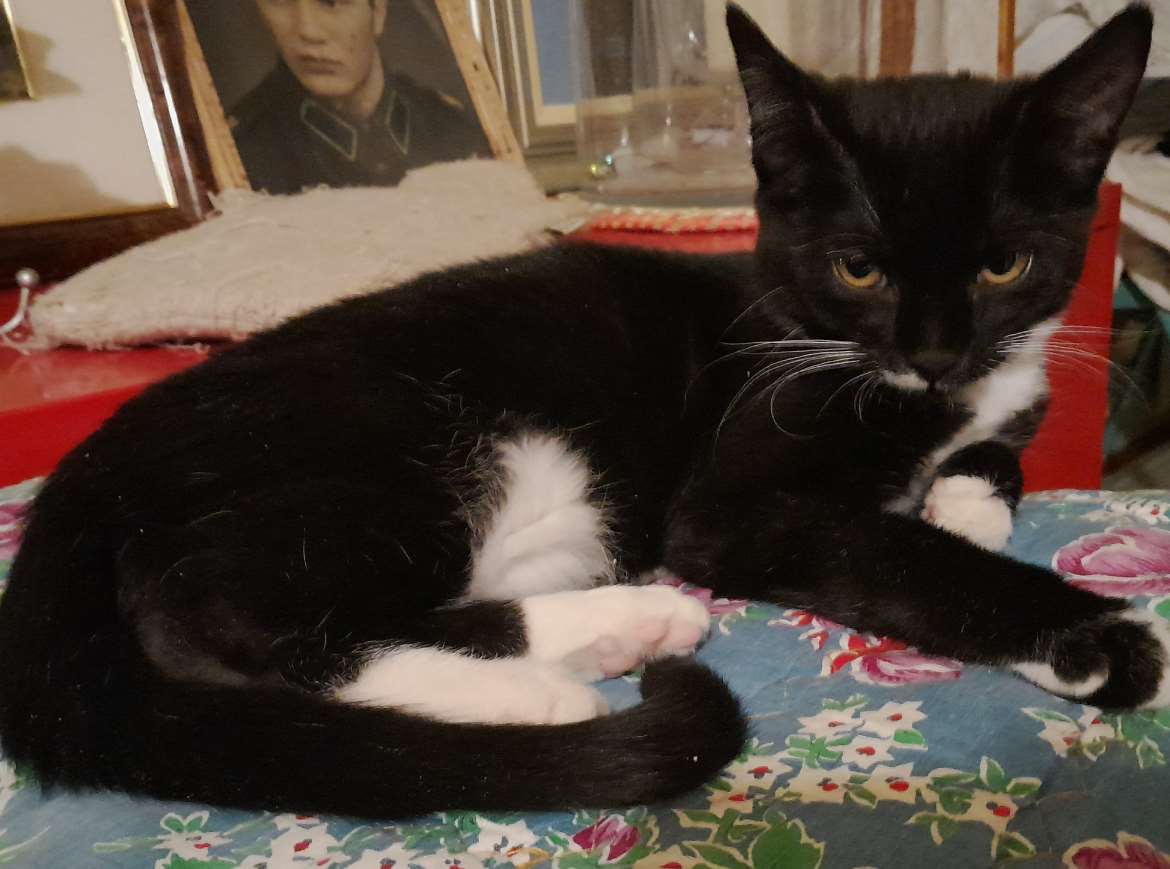 Tyttö silkkiturkkinen