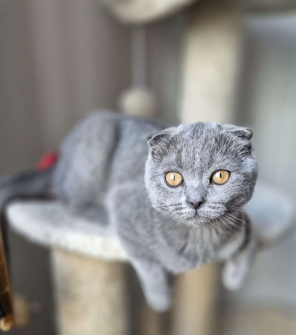tyttö