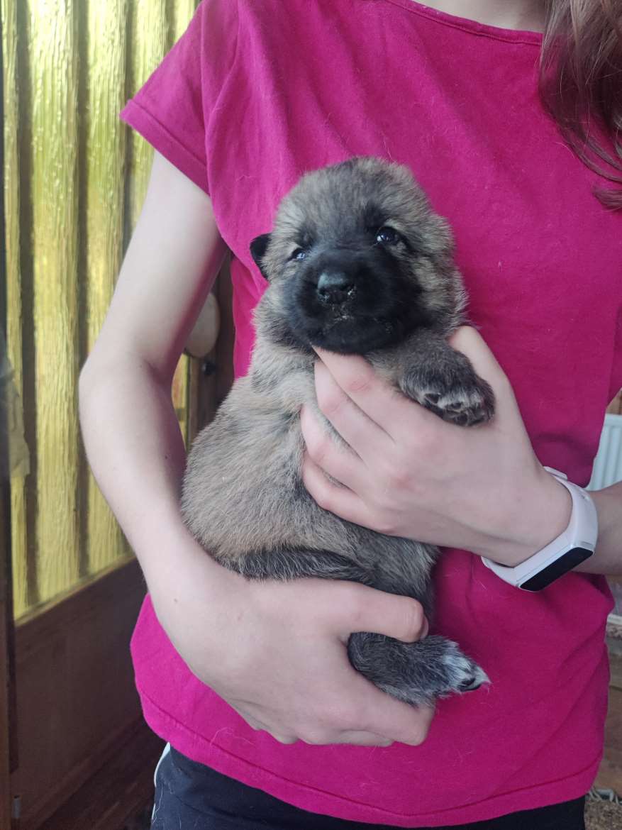 Saksanpaimenkoira/malinoispentuja