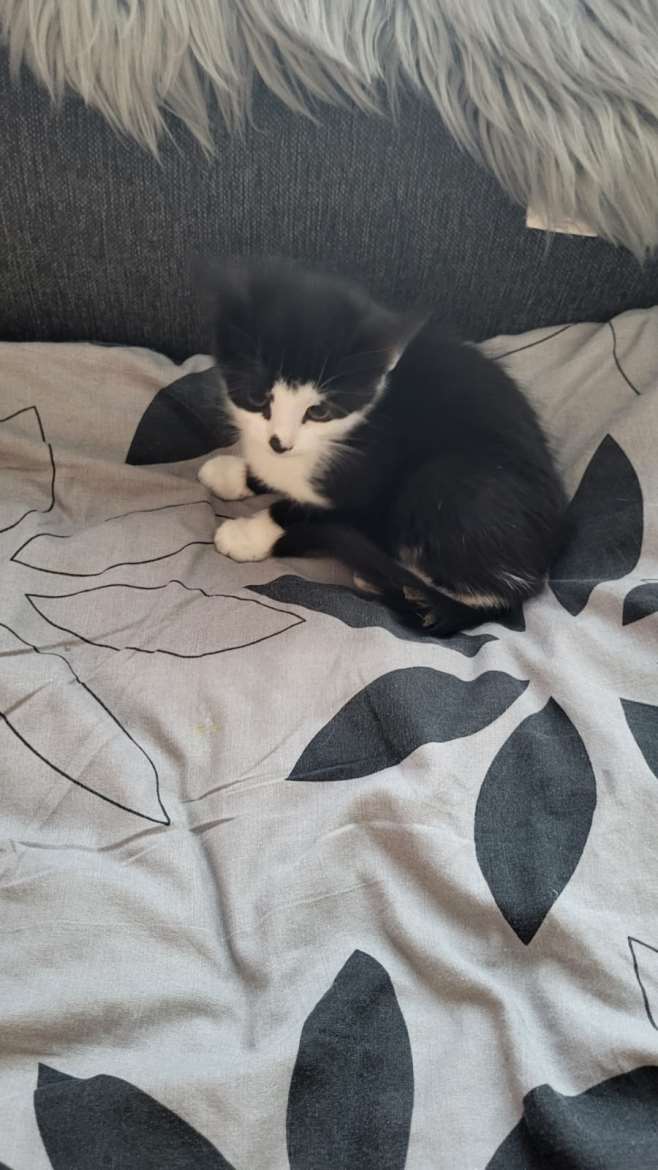 Tyttö