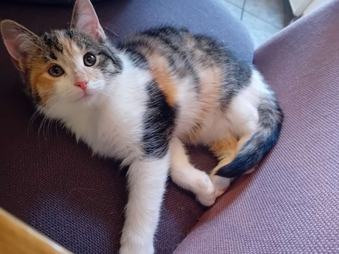 Kilppari tyttö