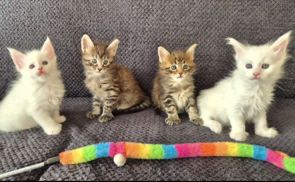 Maine Coon -kissanpennut