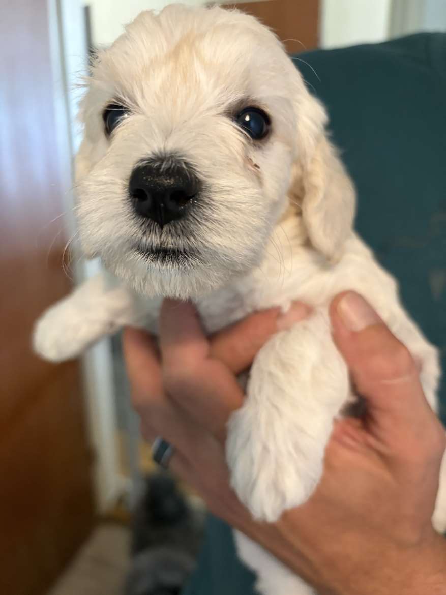Schnoodle pennut 2026