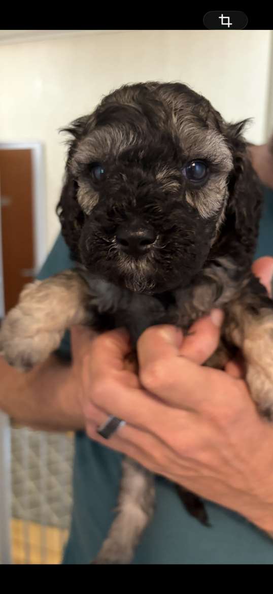 Schnoodle pennut 2026