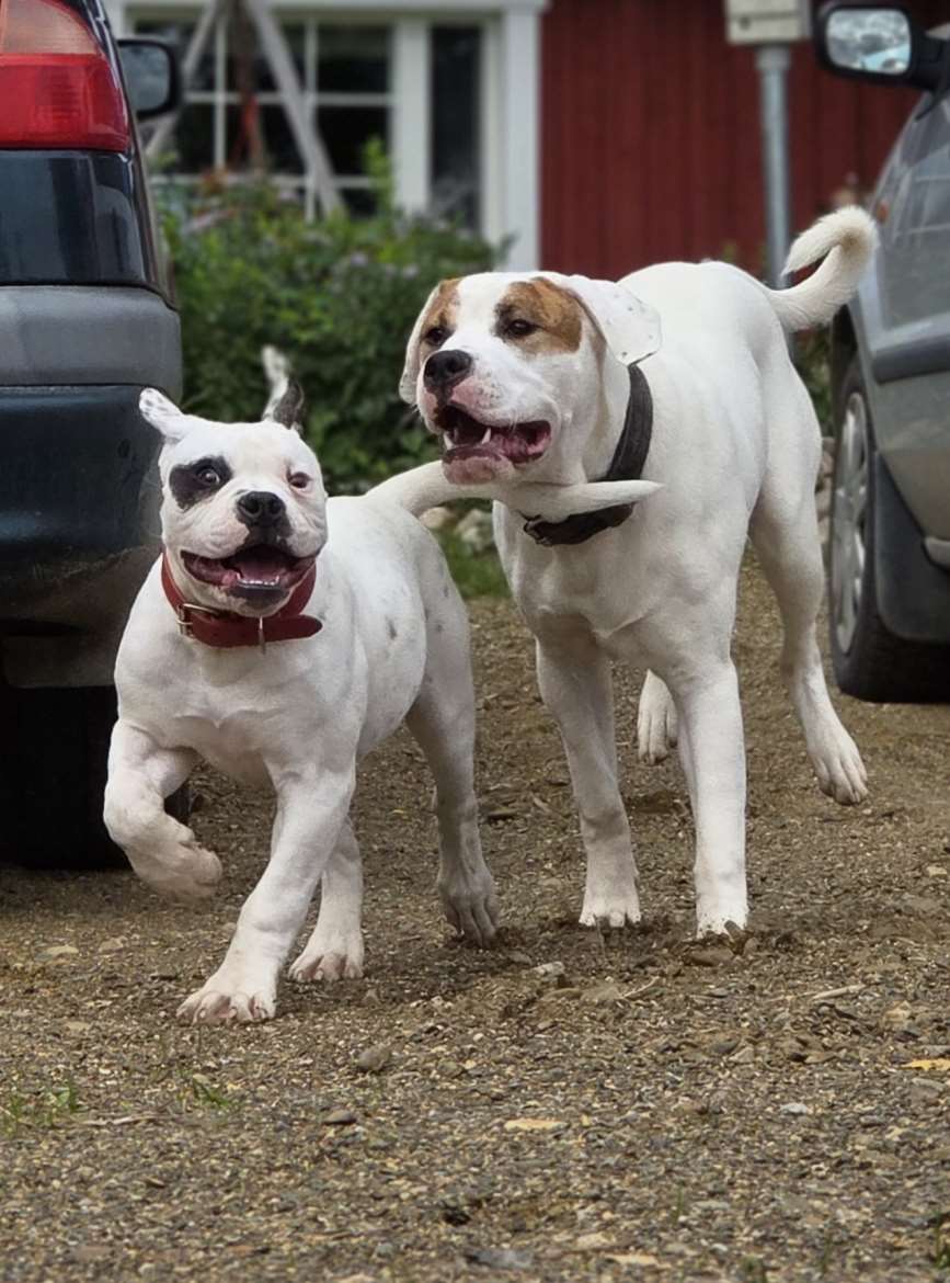 Fatface American Bulldogs - kasvattajan kuva