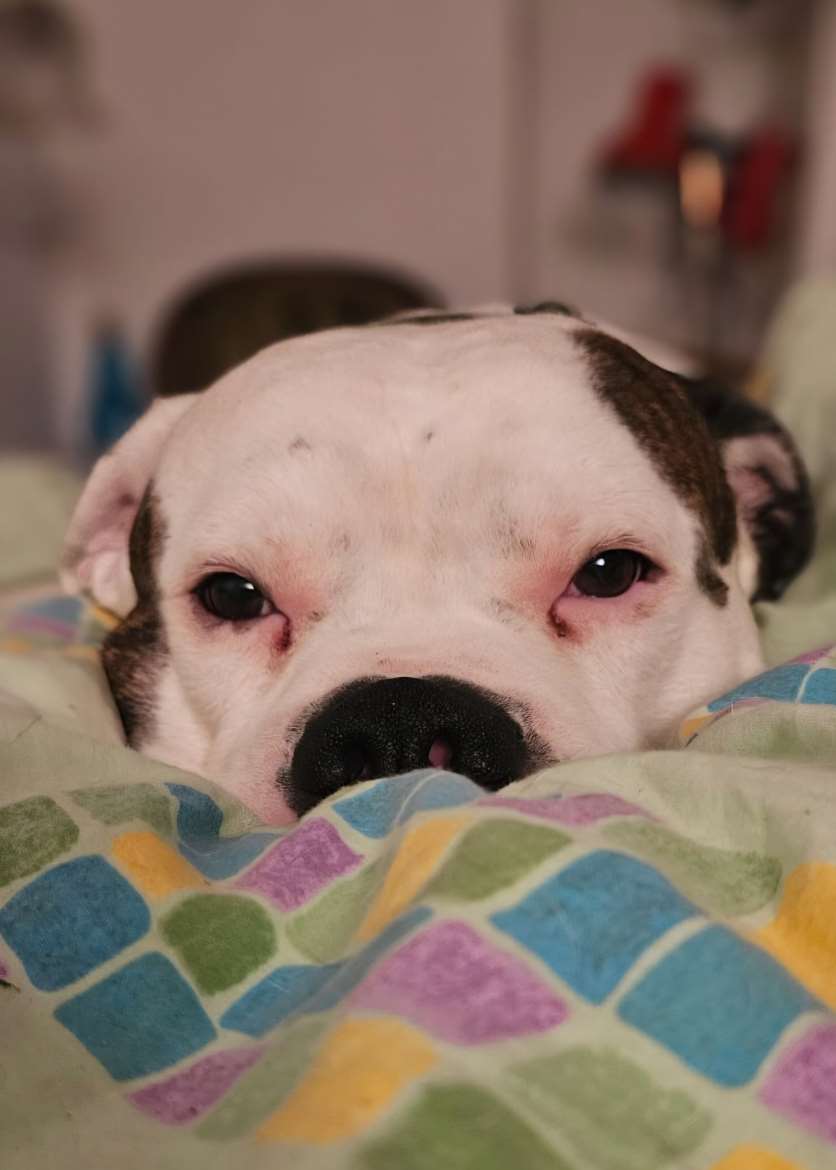 Fatface American Bulldogs - kasvattajan kuva