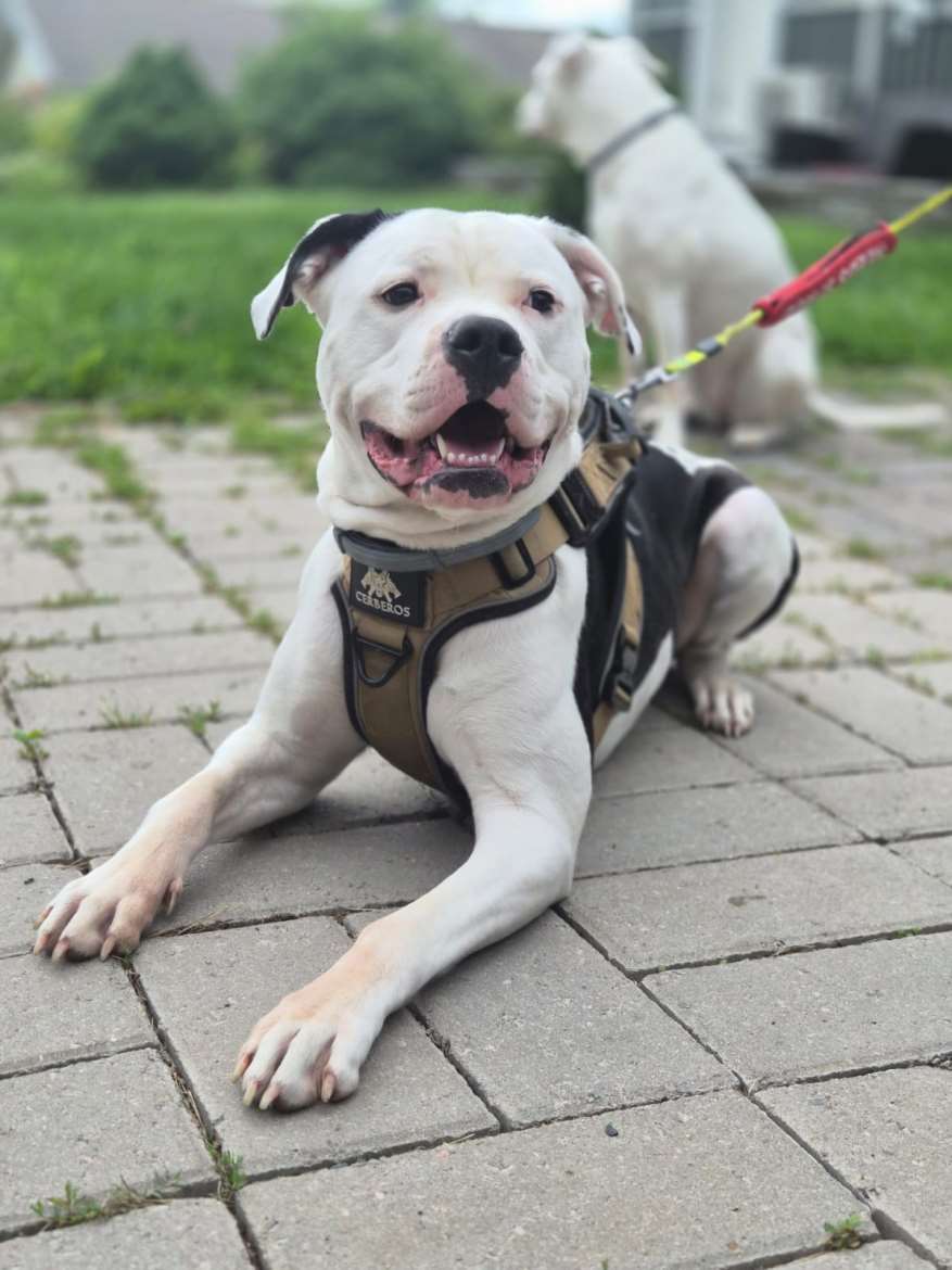 Fatface American Bulldogs - kasvattajan kuva