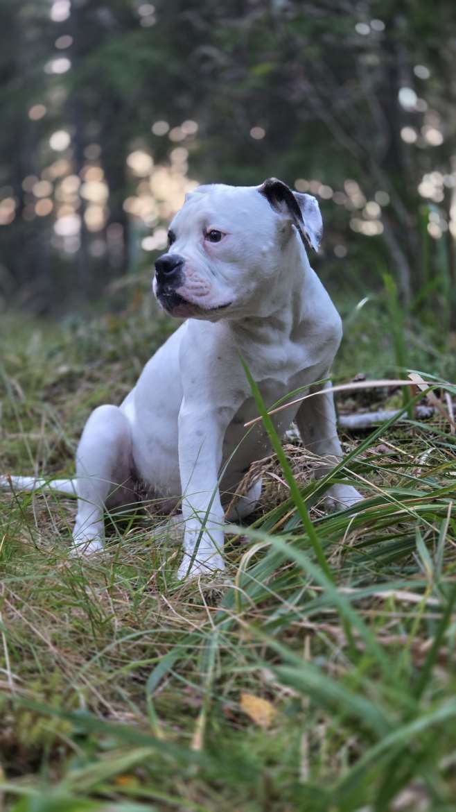 Fatface American Bulldogs - kasvattajan kuva