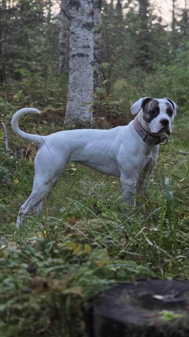 Fatface American Bulldogs - kasvattajan kuva