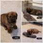 Punaiset brindle pojat